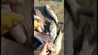 unbelievable net fishing in River! lot's of raho fish