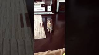 Cute Funny CATS Tik Toks / Кот в Тик Ток #степа