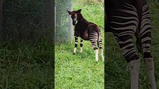 Okapi!