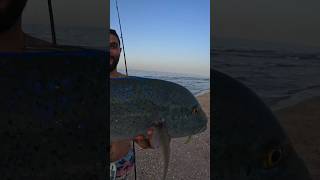 Bluefin Trevally 🐟 بياض بلو فين