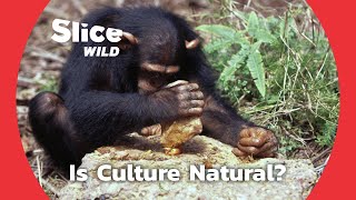 Is Culture a Trait Unique to Humans? | SLICE WILD