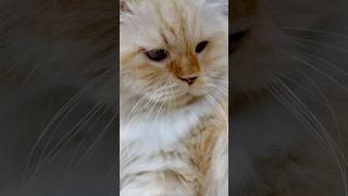 Himalayan Persian Cat Relaxing #fun #cat #cute #animals #shorts #shortvideo #pets #cats #beautiful