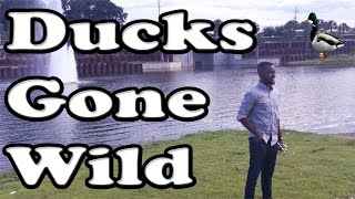 Ducks Gone Wild VLOG 33