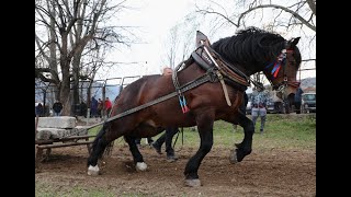 Турнир по надтегляне с коне от тежковозни породи, проведен в Стрелча на 08.04.2023 – V категория