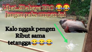 "LIHAAT"JANGAN PAKE UMPAN INI BROO BAHAYA,,umpan bawal harian