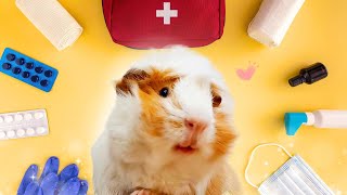 How to Make a DIY Guinea Pig First Aid Kit (Budget Friendly)