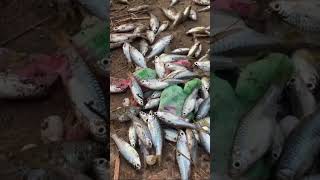 Ikan untuk makan kucing #angkatbubu #bubu #mancing #bubupayung #fish #bubupayungikan #ikan