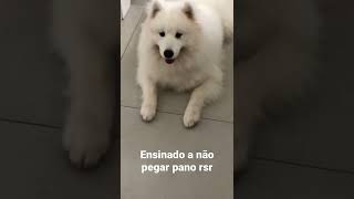 Se seu cachorro é igual  seu marido na hora de ajudar nas tarefas casa ,atrapalha mais do que ajuda