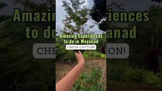 Places to visit in Wayanad Kerala 😍