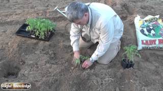 How to Plant Tomatoes | Useful Knowledge