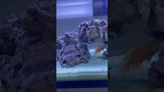 oscar fish fighting | oscar fish tank | oscar fish | oscar fish vs parrot fish #oscars #aquarium