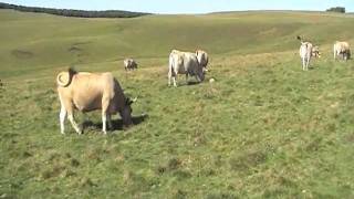 Troupeau aubrac en Aubrac (Aveyron)  .MOD