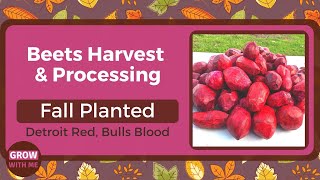 How to grow beets? (Harvest & Processing video)