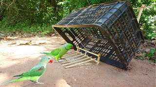 Build Underground Parrot Trap Using Basket & Wood - parrot Trapping Work 100%