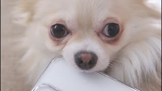 Barley's favourite teething toy! 😅🐾 protected by Spigen & Cyrill cases FULL VIDEO