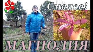 Вырастить магнолию ОЧЕНЬ ЛЕГКО!  Самый красивый кустарник наших широт!