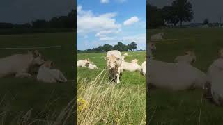 Ты кто такой? Мы тебя не звали! #коровка #теленок #природа #short #shorts #cow #nature