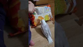 chú vẹt đòi ăn 🤣 @Funny-Parrot