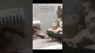 Mantis shrimp 2 #shorts #shortvideo #animals #youtubeshorts