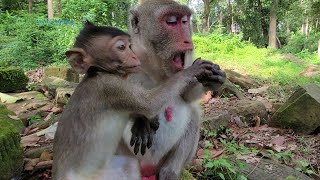 Sweet monkey ! Adorable Monkey Jane with Jazzy Eat Fruit Very Fast 🐒| Life Story - of Jane Monkey