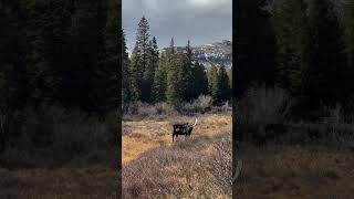 Moose in the mountains