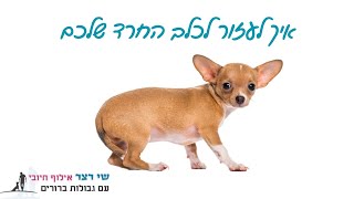 איך לעזור לכלב החרד שלכם