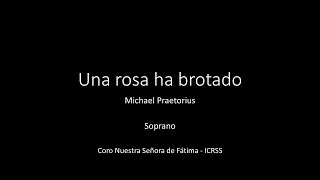 Una rosa ha brotado - Michael Praetorius - Soprano