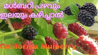 Mulberry Fruit and Leaves Benefits|കുഞ്ഞൻ പഴം