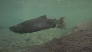 B.C. salmon run, Chehalis River, pt. 2, Nov. 2023