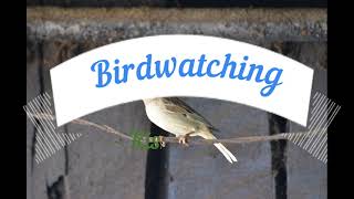 Bird Watching Rishikesh - A Paradise For Birdwatching along with Jhilmil Jheel &  Barkot Village.