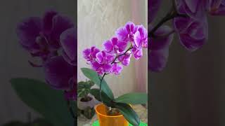 Орхидея Королева Пива ( Phal. Queen Beer)