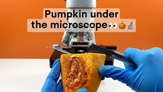 Would you eat a pumpkin after seeing it magnified 400 times?