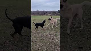 Kangal And Doberman Playing