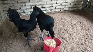 Ayam cemani usia 4 bulan