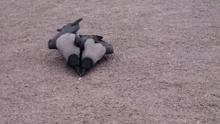 Hooded crow (corvus cornix) slowmotion 2015