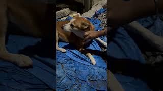 #viral #vlog #shorts_ #love #pets #dogs #dog #cute