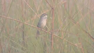 Swamp grass babbler