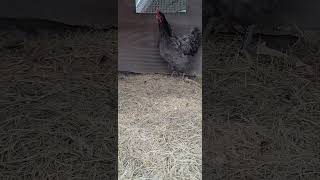 The Giant Chicken That Upset the World #jerseygaint #backyardchickens @Chickenchaos