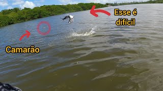 Esse é difícil de capturar, Pesca de Tarpon ( peixe pema )