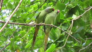 Nosy Parrots - Colombo Sri Lanka #shorts