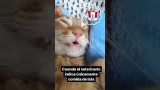 Cuando el veterinario indica solo comida de lata 🙅‍♂️