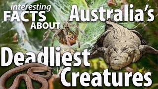 Interesting Facts about Australia's Deadliest Creatures