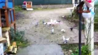 Pigeons takla 2