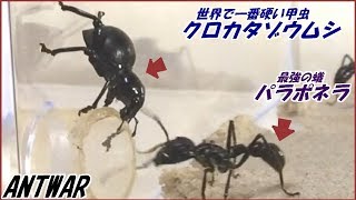 蟻戦争Ⅲ＃88 パラポネラは世界一硬いクロカタゾウムシをつらぬける？【テラフォーマーズ】  編～Bullet ants vs The hardest insect in the world～