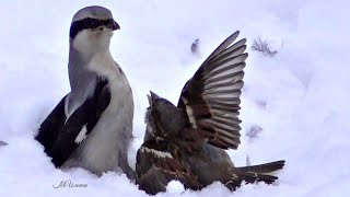 Неравная битва серого сорокопута с воробьем.