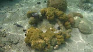 Snorkeling in Taha'a, French Polynesia