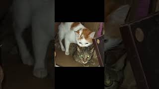 cat mating_#cat #furry #catvideos #catbehavior #catlover #cute #cute_cats