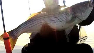 BIG Striped Bass and Blues - New Jersey/ New York Kayak Fishing - Raritan Bay