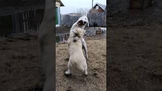 дикие игры волкодавов🐺 #алабай #dog #волкодав #puppy #сао #щенки #сао