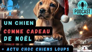 Offrir un chien/chiot à Noël !